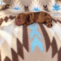 Girl 1 - Dapple female Dachshund puppy in Oklahoma from Red Oak Long Dogs