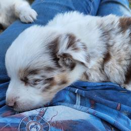 Dolly - Red merle female Miniature Australian Shepherd puppy in Willard, Missouri from Stoney Brook Aussies