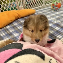 Girl 3 - Sable and white female Shetland Sheepdog puppy in Catawba, North Carolina from Candescent Shetland Sheepdogs