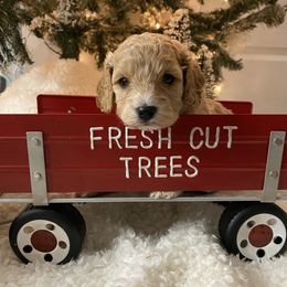 Cavalier King Charles Spaniel and Cavapoo Puppies from K’s Cavys