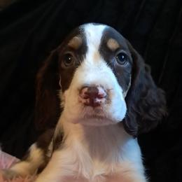 Girl 1 - Liver white and tan female English Springer Spaniel puppy in Athens, Texas from It's  A Dog Thing