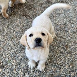 Purple Collar - Yellow female Labrador Retriever puppy in Somerset, California from Cantina Labs and Cavs