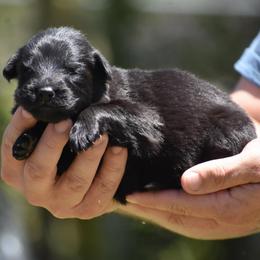 Pink collar Female - Black female German Shepherd puppy in Marianna, Florida from Haus M Godwin