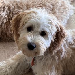 French Bulldog, Goldendoodle, and Golden Retriever All Grown Up from SoCalFamilyFrenchies, Doodles and more