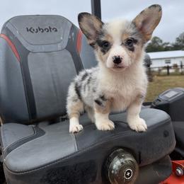 April - Blue merle and white female American Corgi puppy in Inverness, Florida from Canaan Farm Corgis