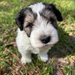 Pink - Parti female Miniature Schnauzer puppy in Summerfield, Florida from M & M Schnauzers