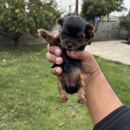 Female 1 - Blue and gold female Yorkshire Terrier puppy in Pomona, California from Carbajal Yorkshire Terriers