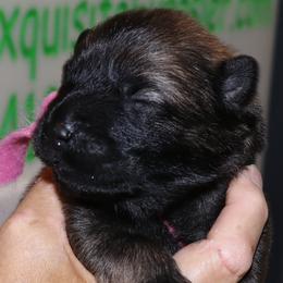 Pink Collar - Red female Eurasier puppy in Lakewood, Ohio from Exquisite Eurasier