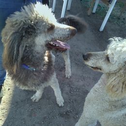 Poodles from January's Poodles