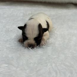 Boy 4 - White and brindle male Staffordshire Bull Terrier puppy in Lakeland, Florida from English Creek Staffords