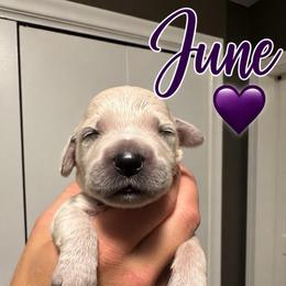 June - Purple - Light golden female Golden Retriever puppy in Eaton Rapids, Michigan from Steele Goldens