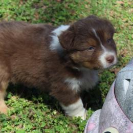 Sawyer - Red tri-color male Australian Shepherd puppy in Kansas, Oklahoma from Windy G Farm