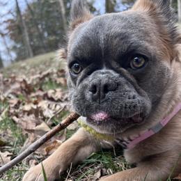 Hazel - French Bulldog