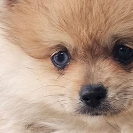 Quil - Cream sable male Pomeranian puppy in Laredo, Texas from SASH Poms