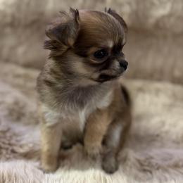 Chihuahua puppies from Faith's Heavenly Chihuahuas