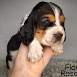 Flower - Black brown and white female Basset Hound puppy in Mack's Creek, Missouri from Mack's Creek Basset Hounds