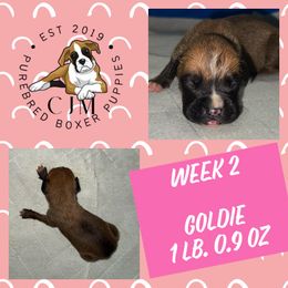 Goldie - Fawn female Boxer puppy in Jupiter, Florida from CJM Boston and Boxer Puppies