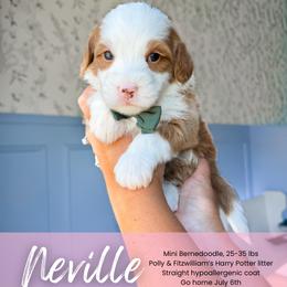 Neville - Red male Bernedoodle puppy in South Jordan, Utah from Wonderful World Doodles