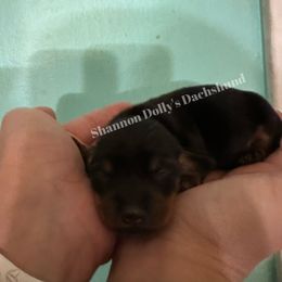 Dachshund Puppies from Shannon Dolly’s Dachshunds