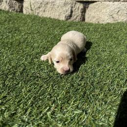 Cream male 2 - Cream male Dachshund puppy in San Diego, California from San Diego Dachshunds