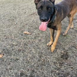 Belgian Malinois and Sporty Mix Puppies from Dark Sky Kennels