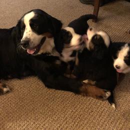 Bernese Mountain Dog Puppies from Bernese Bunker
