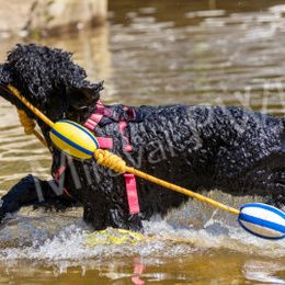 Portuguese Water Dogs from Miraval PWDs