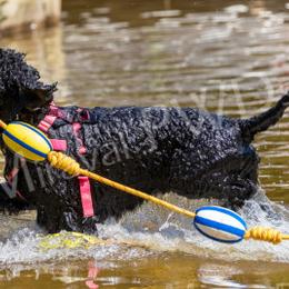 Portuguese Water Dogs from Miraval PWDs