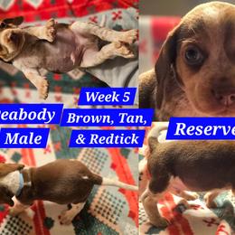 Mr. Peabody-Light Blue-Male - Brown white and tan male Beagle puppy in Bemidji, Minnesota from Nse Farms Beagles