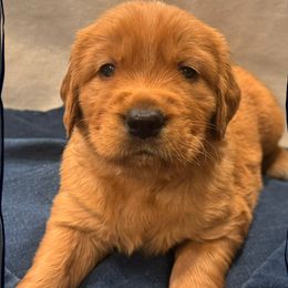 Scamper (green collar) - Dark golden male Golden Retriever puppy in Walla Walla, Washington from The Sayler Farm