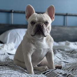 Jack - French Bulldog