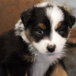 Australian Shepherd Puppies from Haint Blue Aussies