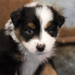 Australian Shepherd Puppies from Haint Blue Aussies