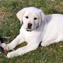Labrador Retriever Puppies from Katrina Tolbert