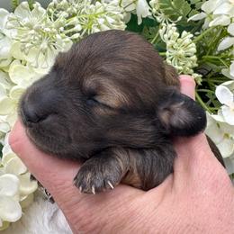 Finley - Red female Dachshund puppy in Exeter, California from Sawtooth Miniature Dachshunds