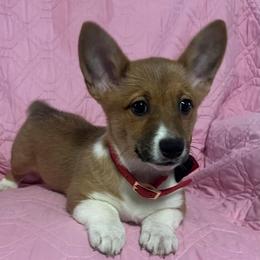 Daisy - White and red female Pembroke Welsh Corgi puppy in New Waverly, Texas from Corgie & Cream Paradise