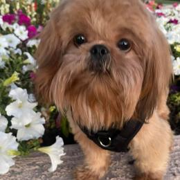 Shih Tzus from Shihtzucircusaz
