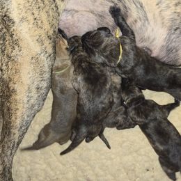 Doberman Pinscher and Great Dane Puppies from Draggin Dobermans & Great Danes