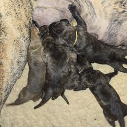 Doberman Pinscher and Great Dane Puppies from Draggin Dobermans & Great Danes