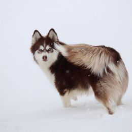 Saylah - Pomsky