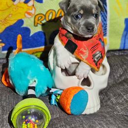 Venom - Blue white and tan male Rat Terrier puppy in Lynn, Alabama from Cryptic Rat Terriers
