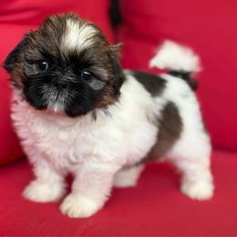 Mia - Tricolor female Shih Tzu puppy in Weeki Wachee, Florida from Svitlana Geist