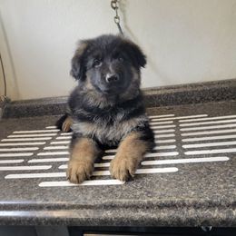 Goliath - Black and red male German Shepherd puppy in Whitewater, California from Vom Haus Metzler Shepherds