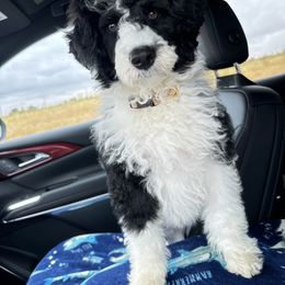 Portuguese Water Dog Puppies from Cornerstones Porties