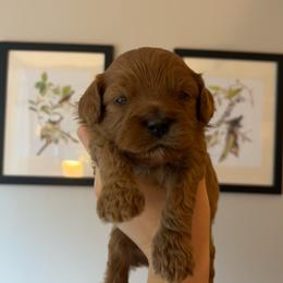 Pumpkin - Red male Cavapoo puppy in Bloomfield, New York from Campbell Cavapoos
