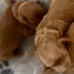Girl 2 Selection - Red  female Goldendoodle puppy in Pleasant Hill, Iowa from Harvest Creek