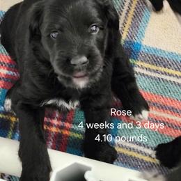 White collar Rose - Black and white female Bernedoodle puppy in Fairmount, Indiana from Capens' Doodles,Poodles and Poo's