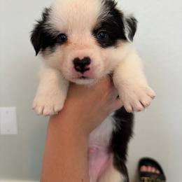 1 - Black and white male American Corgi puppy in Boyd, Texas from Barker's Corgis