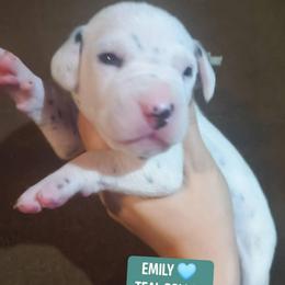 Emily (Teal Collar Female) - White and black female Dalmatian puppy in Raymondville, Missouri from Wagner's Dalmatian's