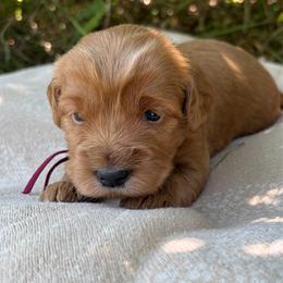 Sanders - Red  female Goldendoodle puppy in Zeeland, Michigan from Dandelion Lane Doodles